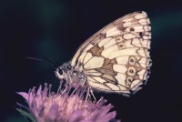 Melanargia galathea