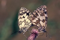 Melanargia galathea