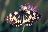 Melanargia galathea