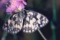 Melanargia galathea