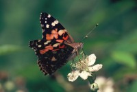 Vanessa cardui