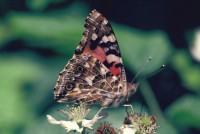 Vanessa cardui