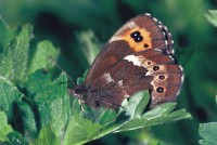 Erebia ligea