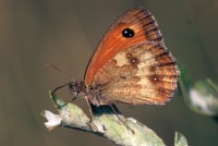 Pyronia tithonus