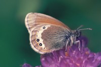 Coenonympha gardetta