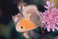 Coenonympha pamphilus