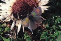 Erebia tyndarus