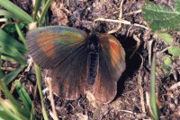 Erebia tyndarus