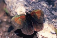 Erebia tyndarus