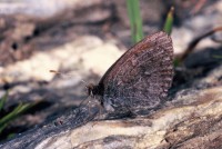 Erebia tyndarus