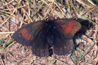 Erebia tyndarus