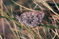 Erebia tyndarus