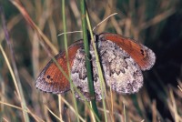 Erebia tyndarus