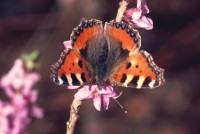 Aglais urticae