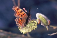 Polygonia c-album