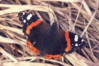 Vanessa atalanta