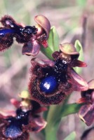 Ophrys speculum