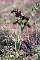 Ophrys speculum