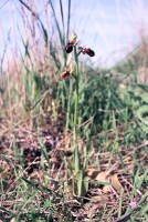 Ophrys mammosa