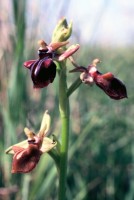 Ophrys mammosa