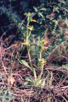 Ophrys lutea subsp. minor