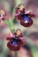 Ophrys speculum