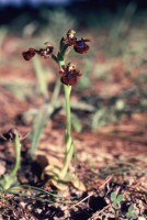 Ophrys speculum