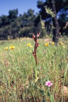 Serapias bergonii var. politisii