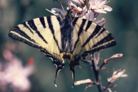 Iphiclides podalirius