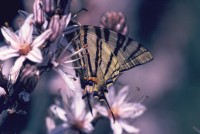 Iphiclides podalirius