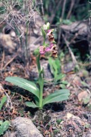 Ophrys oestrifera subsp. bremifera