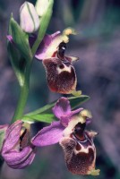 Ophrys oestrifera subsp. bremifera