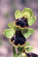 Ophrys fusca