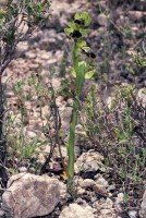 Ophrys fusca