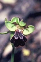 Ophrys fusca subsp. attaviria