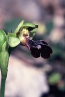 Ophrys fusca subsp. attaviria