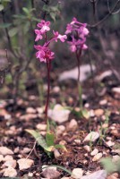 Orchis quadripunctata subsp. sezikiana