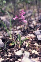 Orchis quadripunctata subsp. sezikiana