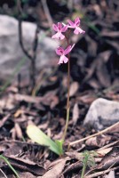 Orchis quadripunctata subsp. sezikiana