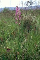 Anacamptis laxiflora