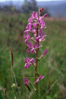 Anacamptis laxiflora