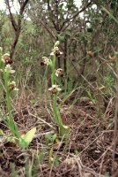 Ophrys umbilicata