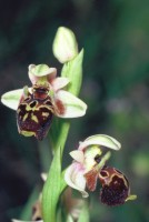 Ophrys umbilicata