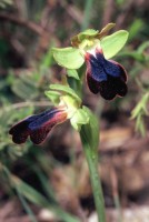 Ophrys iricolor