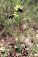 Ophrys iricolor