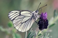 Aporia crataegi