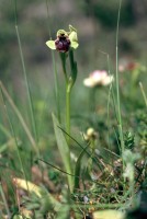 Ophrys bombyliflora