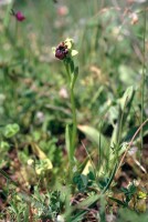 Ophrys bombyliflora