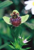 Ophrys bombyliflora