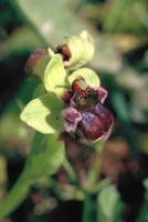 Ophrys bombyliflora